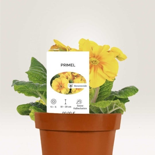 vaso com planta de flor amarela e etiquetas de cartão personalizadas retangular para plantas. texto indicando planta Prímula