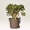 Planta em vaso cinza com etiqueta branca resistente personalizada indicando o tipo de planta, preço e código de barras