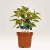 Planta em vaso marrom com etiqueta branca resistente personalizada indicando tipo de planta, preço e código de barras