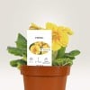vaso com planta de flor amarela e etiquetas de cartão personalizadas retangular para plantas. texto indicando planta Prímula